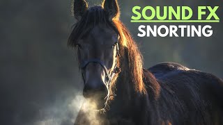 horse sound snorting [upl. by Kennedy]