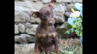 Miniature Pinscher Puppies for Sale [upl. by Weirick850]