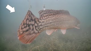 Rare Fish Sighting Ice Fishing Early Ice Multi Species [upl. by Yentruoc]