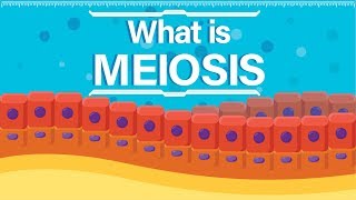 What is Meiosis  Animated Explanation [upl. by Mcquoid]