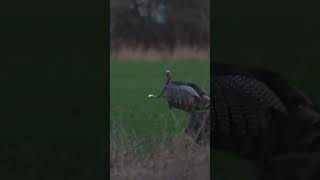 Gobbler Down Perfect Broadside Shot turkeyhunting perfectshot [upl. by Eiramadnil]