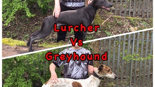 Greyhound Vs Lurcher who is faster a greyhound or Lurcher fastest dogs in the world top 10 dogs [upl. by Kallman]