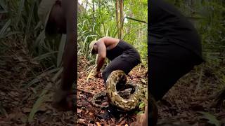 Python 🐍 Snake tourism wildlife africansafari africantourism africanfolktale animals snake [upl. by Tiraj]