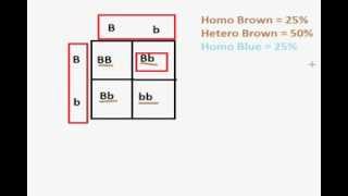 Difference Between Genotypes and Phenotypes [upl. by Rexford]