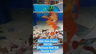 Ikan Guppy PRTDE platinum red tail dumbo ear ikanhias aquarium guppy [upl. by Cowden]