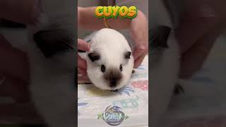 TODO sobre los CUYOS 5 Datos Sorprendentes que te Encantarán 🐹 Video vertical [upl. by Sully250]