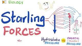 Starling Forces  made easy  Hydrostatic Pressure and Colloidal Osmotic Oncotic Pressure  Physio [upl. by Kunz944]