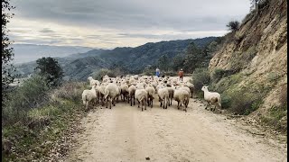 Paicines Ranch Sheep Transhumance [upl. by Mcculloch]