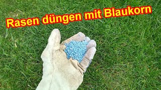 Blaukorn Dünger für den Rasen  Rasen düngen mit Blaukorn  Dosierung Zeitpunkt Vorteile Nachteile [upl. by Kreager249]