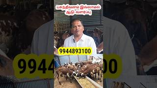 3 சென்ட் இடத்தில் 100 குட்டி வளர்ப்பு ஆடு ஆடுவளர்ப்பு goat sheep வெள்ளாடு நாட்டுஆடு aadu [upl. by Neladgam]