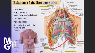 FICATUL Raporturile ANTERIOARE si POSTERIOARE  Anatomie [upl. by Gus253]