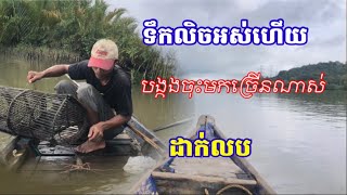 ទឹកឡើងលិចកោះនានា ដាក់លបតាមកោះបានបង្កងបាធំៗច្រើនណាស់ បង្កងទឹកសាប [upl. by Pearman]