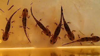 How to care for Salamander and Newt Larvae and what to feed them [upl. by Ramona657]