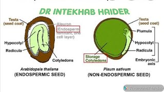 Endospermic Vs Non endospermic seedAlbuminous seed Vs Non albuminous seed For NEET 2020 PNEMONICS [upl. by Slack]