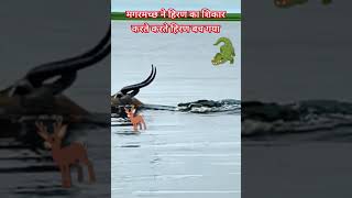 मगरमच्छ🐊ने हिरण🦌का शिकार करते करते हिरण बच गया magarmacch ne Hiran ka shikar karte karte bsubscribe [upl. by Silrak]