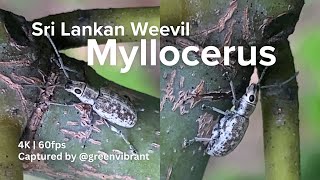 Myllocerus undecimpustulatus known as the Sri Lanka Weevil or Ravenous Weevil  Cinnamon 4K 60fps [upl. by Enrobyalc]