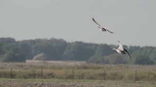 Rspb Minsmere 61024 [upl. by Mattland]