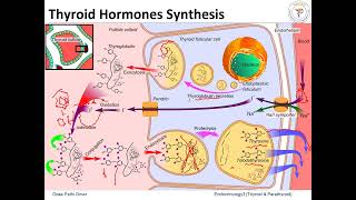 Thyroid amp Parathyroid Hormones amp Disorders [upl. by Tsui]