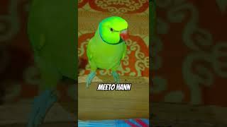 Mithu hn 😘parrot birds parrottalking ytshorts singingparrot petbird parrotsinging parroting [upl. by Hamer856]