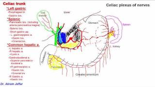 Anatomy of celiac trunk [upl. by Gonzales]