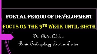 FOETAL PERIOD OF DEVELOPMENT [upl. by Hoeve]