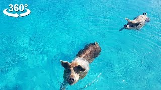 PIGS can SWIM Bahamas VR 360 video [upl. by Cutter40]