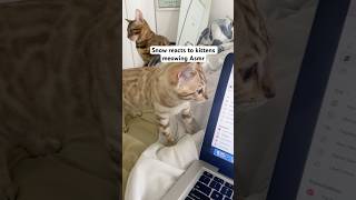 Snow Bengal reacts reaction asmr catasmr bengalkitty bengal asmrcats fyp [upl. by Katlaps72]