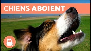 Vidéos les plus drôles de chiens qui aboient [upl. by Mchugh]