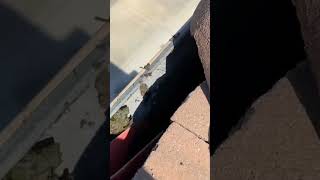 Rain Gutter Cleaning Season WDWWDR raingutters rainguttercleaning rainguttercleaningservices [upl. by Hulbert912]