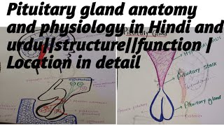 pituitary gland anatomy and physiology in HindiUrduHormonesstructurefunctionLocation [upl. by Einra]