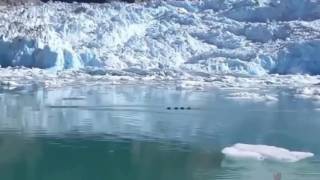 Gigantic Dragon Sea Monster Filmed By Tourists In Alaska [upl. by Fields]