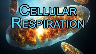 Electron Transport Chain ETC  Oxidative Phosphorylation  Cellular Respiration  ANIMATION [upl. by Namolos]