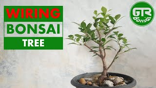 Bonsai Ficus Benjamina beringin kimeng [upl. by Ardiekal]