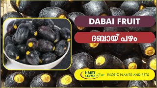 Dabai Fruit  ദബായ് പഴം  INet Exotic Farms [upl. by Nils886]