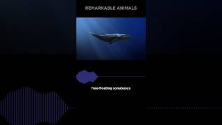 Antarctic Blue Whale Resurgence  NEW Beautiful Sounds 😍 [upl. by Mcconaghy697]