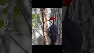 Pileated woodpecker [upl. by Barnebas]