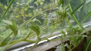 Chlorophytum Comosum Vittatum Spider Plant blooming timelapse [upl. by Schatz]