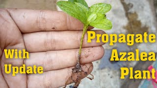 How to Propagate Azalea Plant from Cutting  Grow Azalea Plant with Update [upl. by Mazurek]