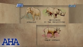 AHA Extinct animals in the Philippines [upl. by Einhpets234]