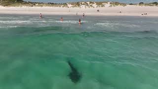 Drone Footage Shows Tiger Shark Swimming Close to Beachgoers [upl. by Revlys]