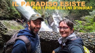 Il paradiso esiste per i Porcellini dIndia [upl. by Lash]