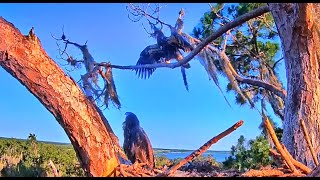 51124 SuperBeaks Eagle Nest Mason accidentally fledged then returned to the tree [upl. by Sices945]