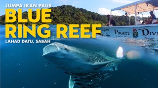 Jumpa Ikan Paus Blue Ring Reef Lahad Datu Sabah [upl. by Enohpets]