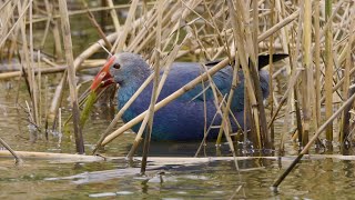 פוריפיריה אפורת ראש מנשנשת קנים ולוביה Grey headed Swamphen with fingerfood [upl. by Trilly568]