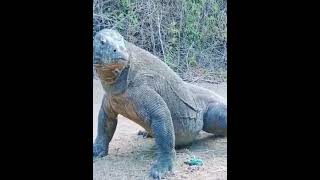 Komodo Dragon eating goat [upl. by Ytisahc]