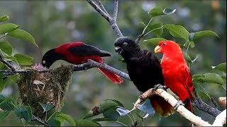 Nature And Wildlife Video – Bird and animal is beautiful creature on our planet [upl. by Ardnuas]