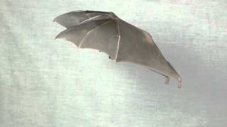 Bats in Slow Motion 2 [upl. by Gnoix]