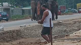 hathi Mera sathi ehase kaziranga national park me [upl. by Lehman]