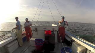 Locals Seafood  NC Shrimp Harvest [upl. by Stichter]