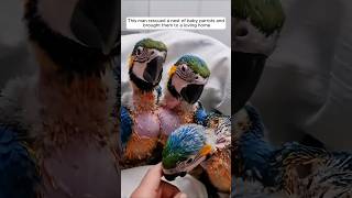 This man rescued a nest of baby parrots and brought them to a loving home animalshorts [upl. by Loux]